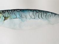 Norfolk Mackerel Mackerel with distinctive black markings on blue