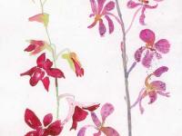 Orchids Orchids