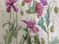 Oriental Poppies 1 Pink/mauve poppies with ink painted and drawn