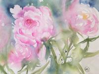 Peonies Pink Soft focus pink peonies growing together