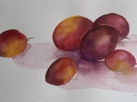 Victoria Plums