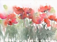 Poppies in the Wild Flower Meadow Red poppies swaying in the green meadow grasses