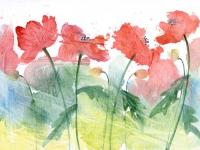 Poppies Poppies