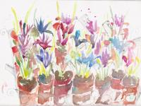 Iris Pots Iris Pots
