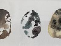 Quails Eggs Five quails eggs in a row with distinctive markings