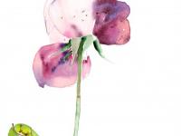 Rose_1 Rose_1