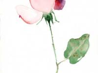 Rose_2 Rose_2