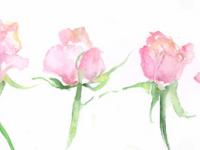 Row Of Roses Row Of Roses
