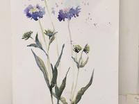 Scabious Three blue scabious flowers against a white background