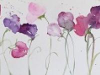 Scented Sweetpeas Pastel coloured sweetpea stems in a row