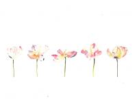 Soft_Petals Soft_Petals