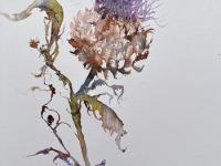 Thistle A single purple headed thistle in ink and watercolour
