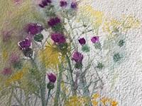 Thistles and Daisies Purple Knapweed and yellow daisies