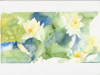 Waterlilies in Cambridge Botanic Garden