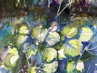 Waterlilies at Wicken Fen Yellow green bank with reeds above waterlilies