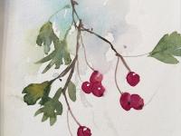 Winter Haws Red hawthorn berries against a splash of blue.