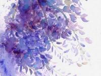 Wisteria