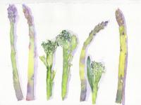 asparagus and broccoli asparagus2