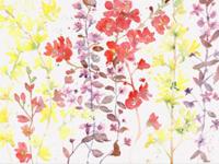 Blossom blossom1