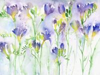 Freesias Freesias