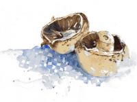 Mushrooms 1 mush01