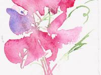 Sweetpeas Sweetpeas