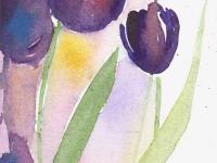 black tulips black tulips