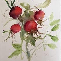 Red rose hips with green foliage against a white background