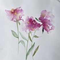 Three pink peonies agaisnt a white background