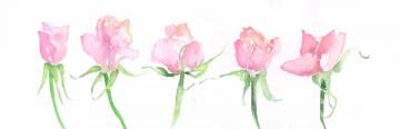 Row Of Roses