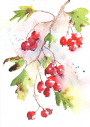 Winter Jewels
