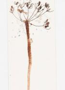 Autumn leaves/berries/seed heads