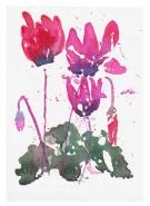 Cyclamen