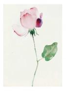 English Rose 